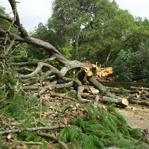 Photo by Mike Bird: https://www.pexels.com/photo/uprooted-tree-cut-in-pieces-5351109/